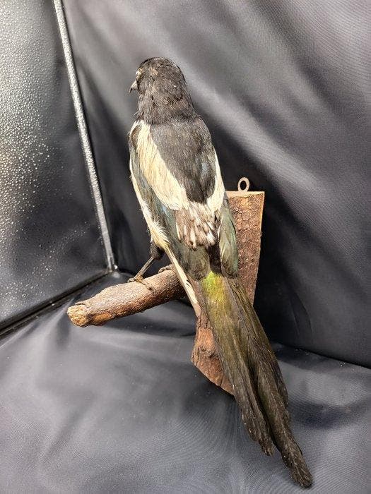 Ekster Taxidermie replica montage - Pica pica - 44 cm - 20, Verzamelen, Dierenverzamelingen