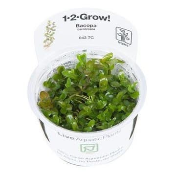 Tropica Bacopa caroliniana 1-2-grow! (easy), Verzenden, Nieuw