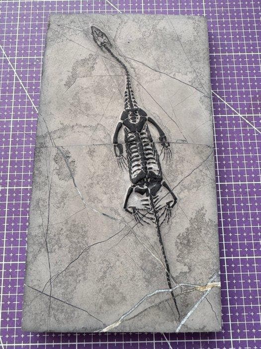 Fossiel reptiel: Keichousaurus -Trias - Gefossiliseerd dier, Verzamelen, Mineralen en Fossielen