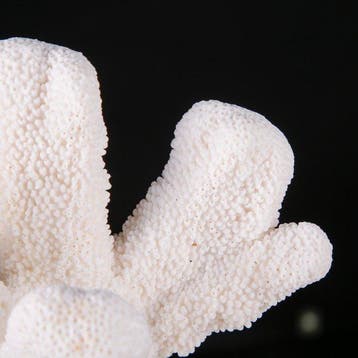 Magnifique branche de corail blanc - Stylophora - Madrepora, Collections