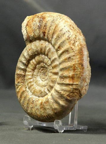 Belle ammonite - Animal fossilisé - Collotia discus ( 11.7