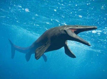 Fossiel tand van een dinosaurus (mosasauriër), steun