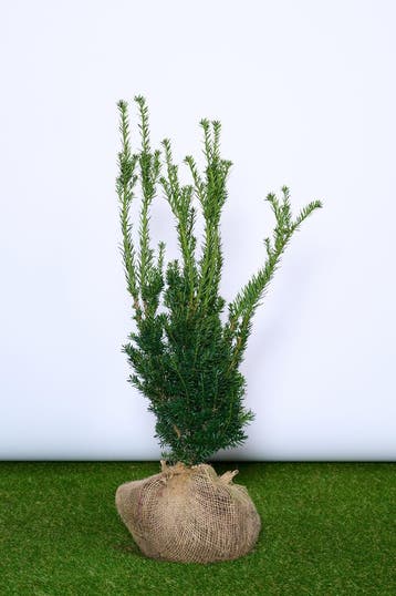 Taxus - Taxus Media Hillii - haagplanten 60 t/m 200cm, Tuin en Terras, Ophalen of Verzenden