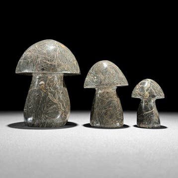 Superbe ensemble de 3 Turritella en forme de champignon. -