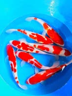 Hirasawa Marusei  40-50 cm (Japanse Koi), Ophalen of Verzenden, Nieuw