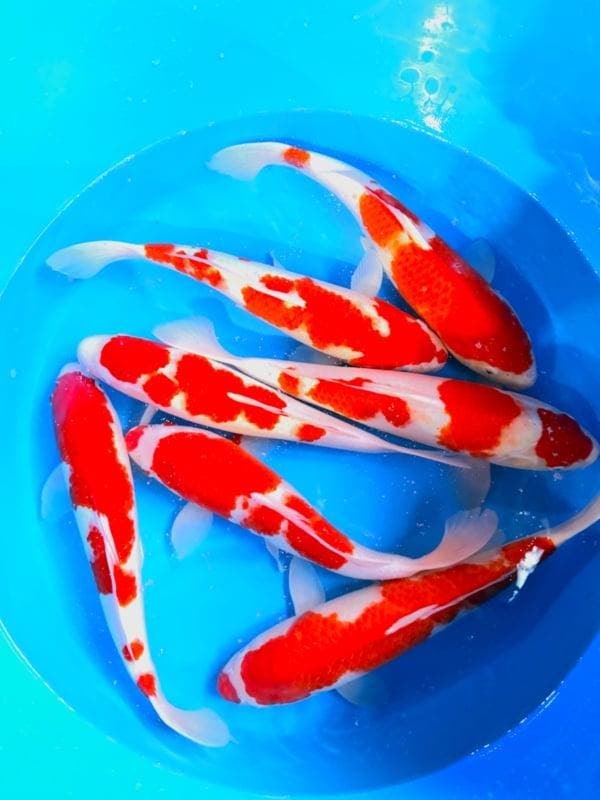 Hirasawa Marusei  40-50 cm (Japanse Koi), Jardin & Terrasse, Étangs, Enlèvement ou Envoi