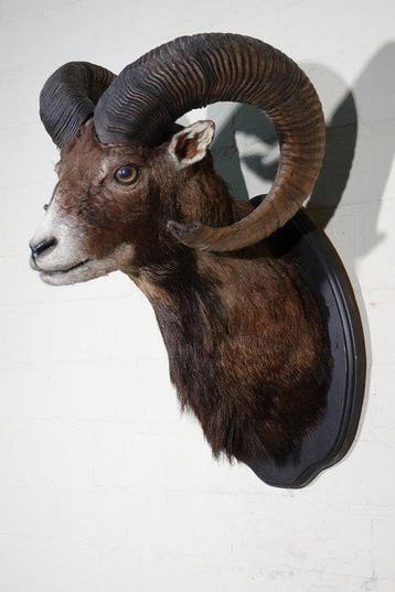 Large Mouflon head-mount Taxidermie wandmontage - Ovis a., Nieuw