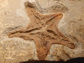 Une dalle dOphiuroidea (starfish) et un autre fossile