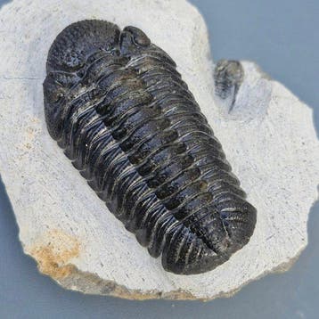 Trilobiet - Gefossiliseerd dier - Phacops rana africana -