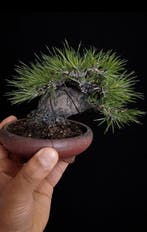 Den bonsai (Pinus) - Hoogte (boom): 25 cm - Diepte (boom): 9, Antiek en Kunst