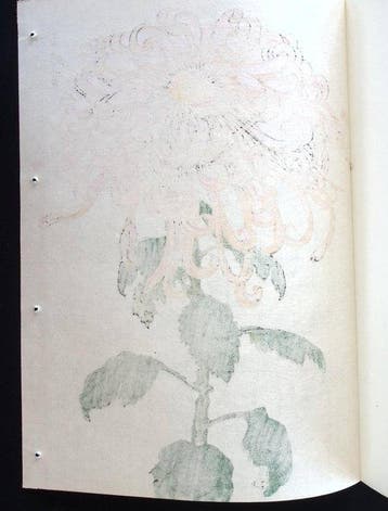 From the series One Hundred Chrysanthemums - Keika