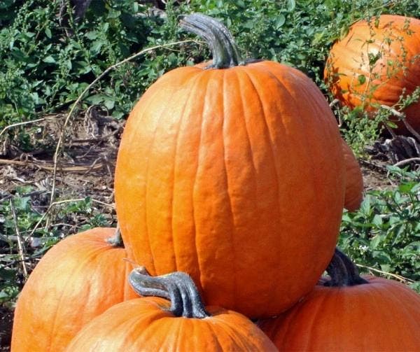 Jason F1 Halloween pompoen zaden, Hobby en Vrije tijd, Knutselen, Nieuw