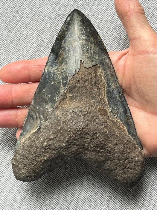 Enorme Megalodon-tand 15,1 cm - Fossiele tand - Carcharocles, Verzamelen, Mineralen en Fossielen