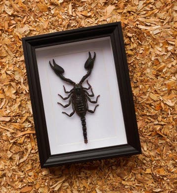 Schorpioen Taxidermie volledige montage - Scorpion