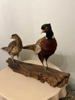 Fazant Taxidermie volledige montage - Phasianus colchicus -, Nieuw