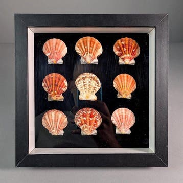 Doos met 35 volledige Pecten-schelpen Zeeschelp - Pectininae, Verzamelen, Nieuw