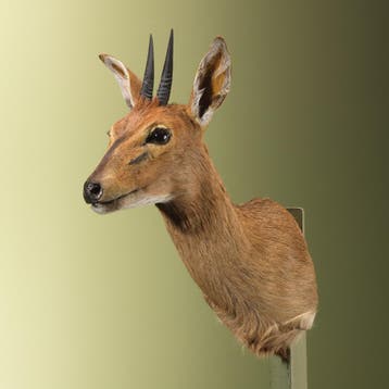Duiker Taxidermie Opgezette Dieren By Max, Ophalen of Verzenden, Opgezet dier