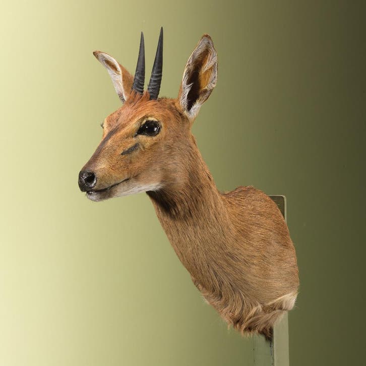Duiker Taxidermie Opgezette Dieren By Max, Collections, Collections Animaux, Enlèvement ou Envoi
