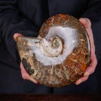 Exclusieve Poolse Cleoniceras - Gefossiliseerde schelp -