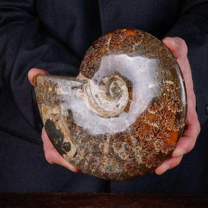 Exclusieve Poolse Cleoniceras - Gefossiliseerde schelp -, Verzamelen, Mineralen en Fossielen