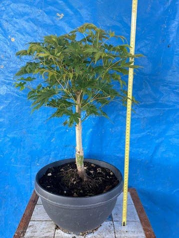 bonsaï acier - Hauteur (arbre) : 45 cm - Profondeur (arbre)