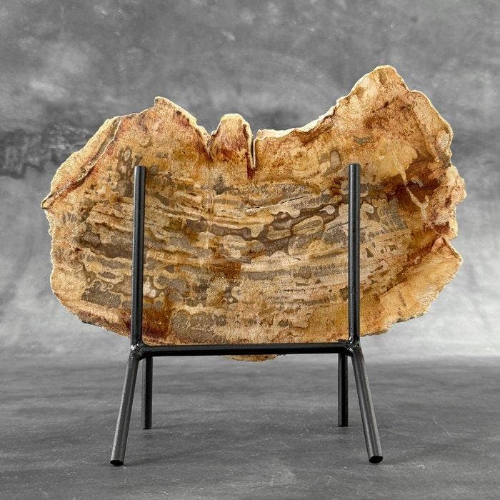Étonnante tranche de bois pétrifié sur un support, Antiek en Kunst, Kunst | Designobjecten