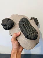 Trilobiet - Gefossiliseerd dier - Drotops megalomanicus - 25, Verzamelen, Mineralen en Fossielen