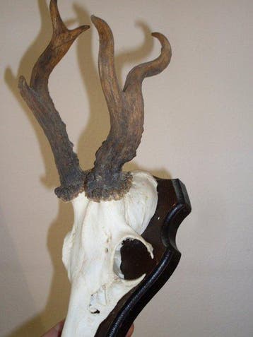 Trophée de chasse