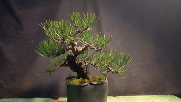 Den bonsai (Pinus) - Hoogte (boom): 20 cm - Diepte (boom):
