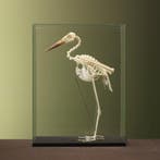 Abdims Ooievaar Skelet Taxidermie Opgezette Dieren By Max, Ophalen of Verzenden, Opgezet dier