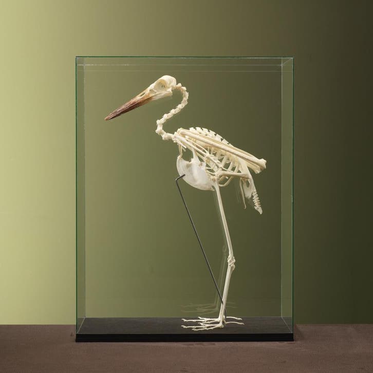 Abdims Ooievaar Skelet Taxidermie Opgezette Dieren By Max, Collections, Collections Animaux, Enlèvement ou Envoi