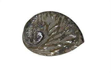 Abalone schelp middel Gepolijst 13-15 cm per stuk