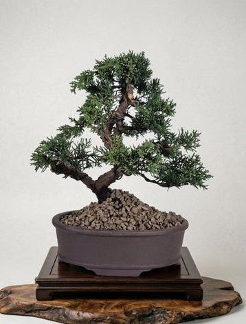 Bonsai van Jeneverbes Kishu - Hoogte (boom): 25 cm - Diepte
