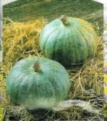 Blue kuri pompoen basiseenheid, Nieuw