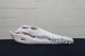 Crocodile du Nil 32 cm Crâne - Crocodylus niloticus (with, Antiquités & Art