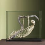 Luiaard Skelet Taxidermie Opgezette Dieren By Max, Ophalen of Verzenden, Nieuw, Wild dier, Opgezet dier