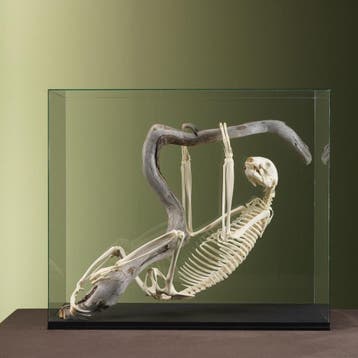 Luiaard Skelet Taxidermie Opgezette Dieren By Max, Verzamelen, Dierenverzamelingen, Ophalen of Verzenden, Nieuw, Wild dier, Opgezet dier