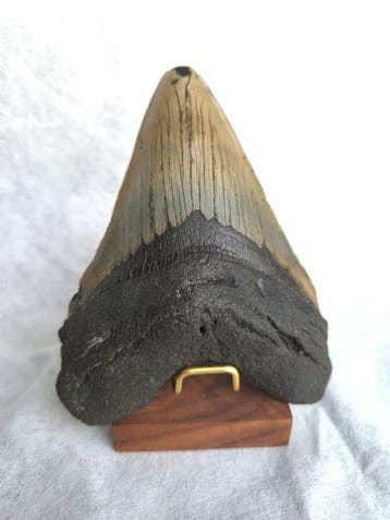 Large Megalodon tooth - Fossiele tand - Otodus Megalodon -, Verzamelen
