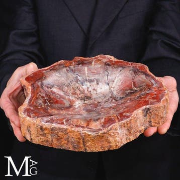 Schaal van versteend hout in felrood met een glanzende