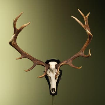 Edelhert Gewei Taxidermie Opgezette Dieren By Max, Ophalen of Verzenden, Nieuw, Wild dier, Opgezet dier