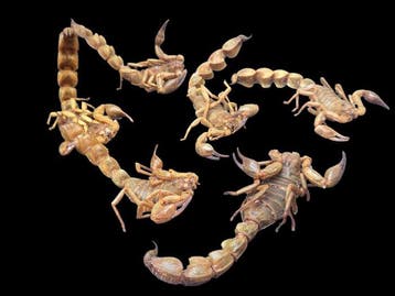 Schorpioen Taxidermie volledige montage - Androctonus