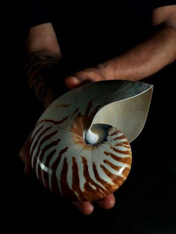 Suggestief nautilus op basis van cromotherapie Taxidermie, Verzamelen, Nieuw