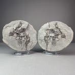 GROTE fossiel van een parareptiel in een knol - Fossiele