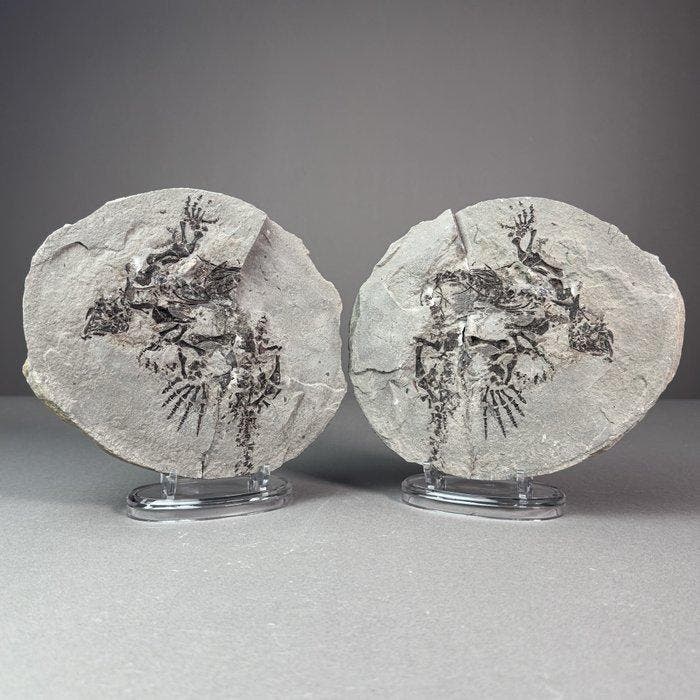 GROTE fossiel van een parareptiel in een knol - Fossiele, Collections, Minéraux & Fossiles