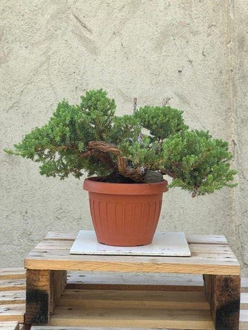 Bonsaï Genévrier (Juniperus) - Hauteur (arbre) : 18 cm -