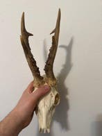 Jachttrofee, Antiquités & Art