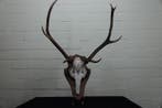 Large Red Stag Trophy Schedel - Cervus elaphus - 38 cm - 67, Verzamelen, Dierenverzamelingen, Nieuw
