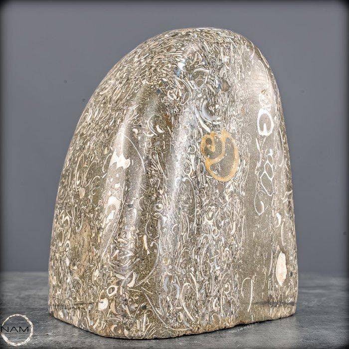 Natuurlijke krinoïden-vrije vorm uit Indonesië- 2261.51 g, Collections, Minéraux & Fossiles