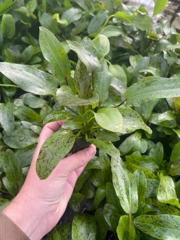 Echinodorus Ozelot Groen (Aquariumplanten), Verzenden, Plant(en), Steen of Hout