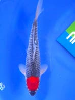 HQ Tancho Goshiki van Yamaju  31cm (Japanse Koi), Ophalen of Verzenden, Nieuw